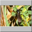 Coelichneumon cyaniventris - Schlupfwespe w01b 12mm OS-Hasbergen Lehmwiese-fdet02.jpg